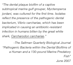 “The dental plaque biofilm of a captive subtropical marine gulf grouper, Mycteroperca jordani, was cultured for the first time. Isolates reflect the presence of the pathogenic dental bacterium, Vibrio carchariae, which has been implicated in causing an antibiotic-resistant infection in humans bitten by the great white shark, Carcharodon carcharias.”
-The Saltman Quarterly Biological Journal
“Pathogenic Bacteria within the Dental Biofilms of a Human and a 130-pound Marine Predatory Fish”
June 2007